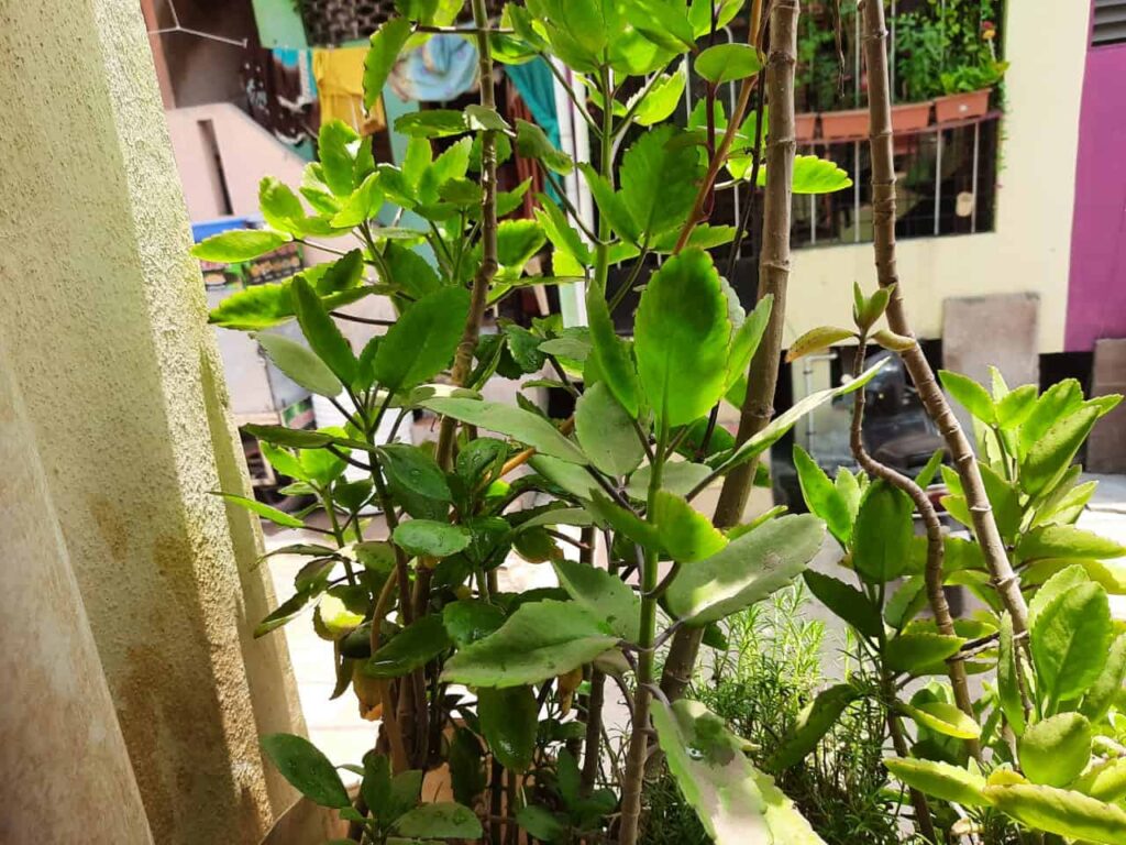 पानफुटी वनस्पतीचे फायदे Panfuti plant uses in marathi