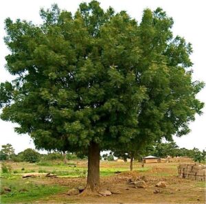 neem-tree-marathi